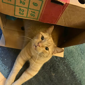 Meet your Posher, Levi